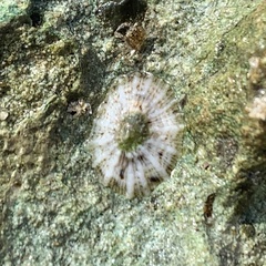 Siphonaria zelandica