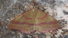 Rhodostrophia calabra