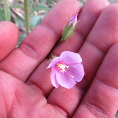 Pterogastra divaricata