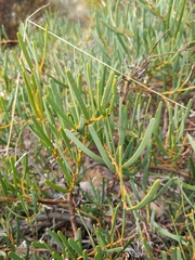 Acacia cupularis