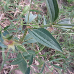 Pterogastra divaricata