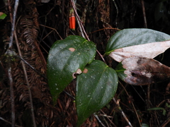 Macleania stricta