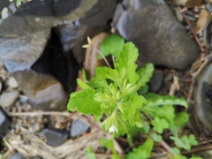 Mazus miquelii