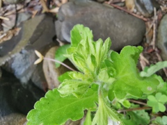 Mazus miquelii