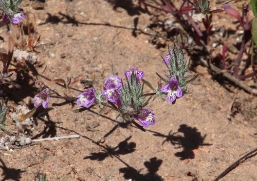 Image of Pogogyne abramsii by (c) Millie Basden, some rights reserved (CC BY)