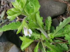 Mazus miquelii