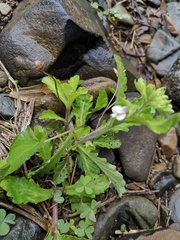 Mazus miquelii
