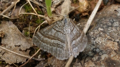Scotopteryx coarctaria