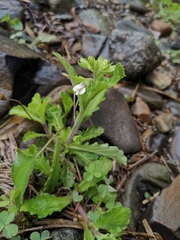 Mazus miquelii