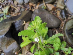 Mazus miquelii