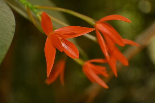 Image of Guarianthe aurantiaca by (c) Dante S. Figueroa, some rights reserved (CC BY-SA)
