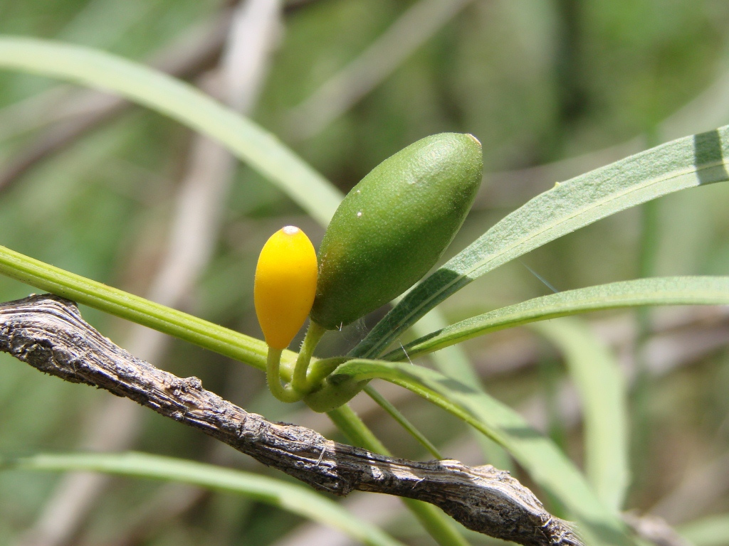 Cayaponia