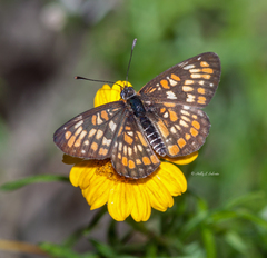 Chlosyne definita