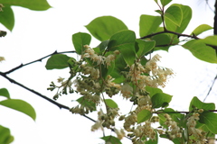 Pterostyrax corymbosus