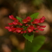 Russelia pubescens - Photo 由 Dante S. Figueroa 所上傳的 (c) Dante S. Figueroa，保留部份權利CC BY-SA