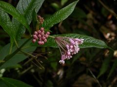 Asclepias pellucida