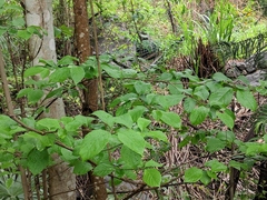 Schisandra chinensis