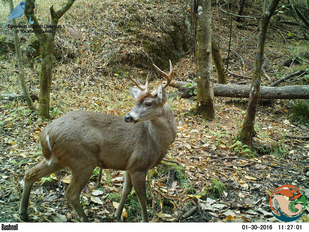 Oaxaca White-tailed Deer