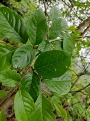 Pterostyrax corymbosus