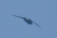 Chaetura spinicaudus