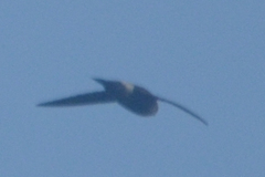 Chaetura spinicaudus