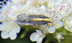 Aroga paraplutella