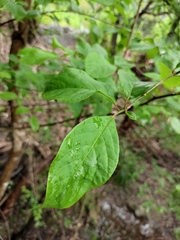 Pterostyrax corymbosus