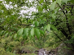 Celtis biondii