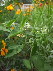 Solanum nigrum