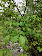 Celtis biondii