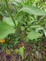 Solanum nigrum