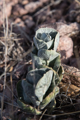 Asclepias nummularia