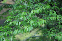 Celtis biondii