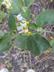 Solanum nigrum