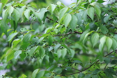 Celtis biondii