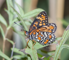 Chlosyne definita