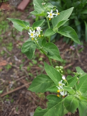 Solanum nigrum