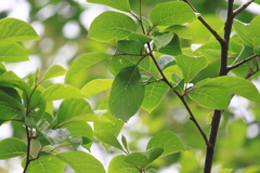 Pterostyrax corymbosus