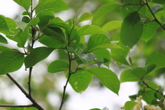 Pterostyrax corymbosus
