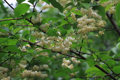 Pterostyrax corymbosus