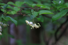 Pterostyrax corymbosus