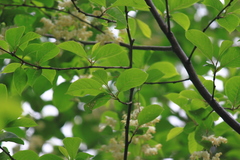 Pterostyrax corymbosus