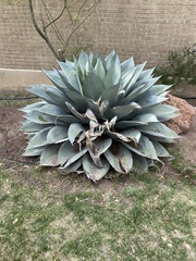 Agave ovatifolia