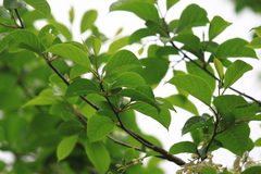 Pterostyrax corymbosus