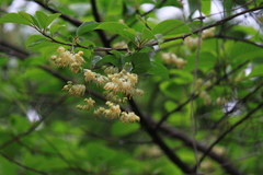 Pterostyrax corymbosus