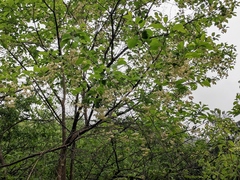 Pterostyrax corymbosus