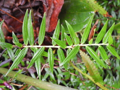 Cavendishia angustifolia