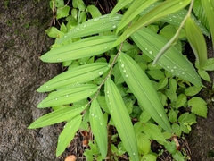 Polygonatum filipes