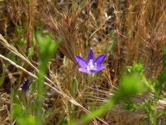 Brodiaea terrestris
