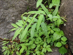 Polygonatum filipes